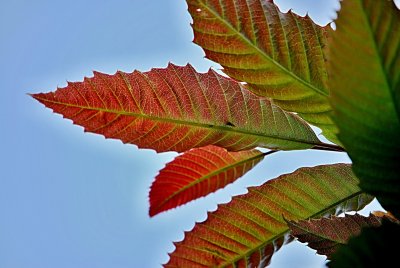 Castanea sativa 'Anny Summer Red' - kaštanovník jedlý - letní listy z žilnatinou